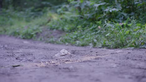 person running on a muddy forest trail
