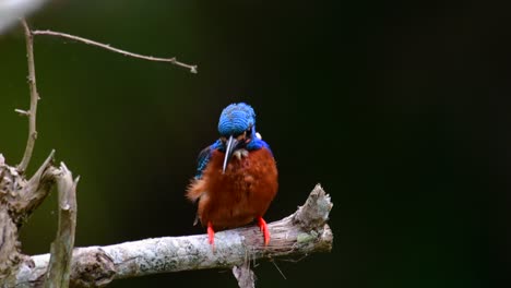 el martín pescador de orejas azules es un pequeño martín pescador que se encuentra en tailandia y es buscado por los fotógrafos de aves debido a sus hermosas orejas azules, ya que es una pequeña, linda y esponjosa bola de plumas azules de un pájaro
