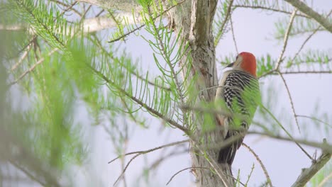 pájaro carpintero de vientre rojo picoteando en el ciprés
