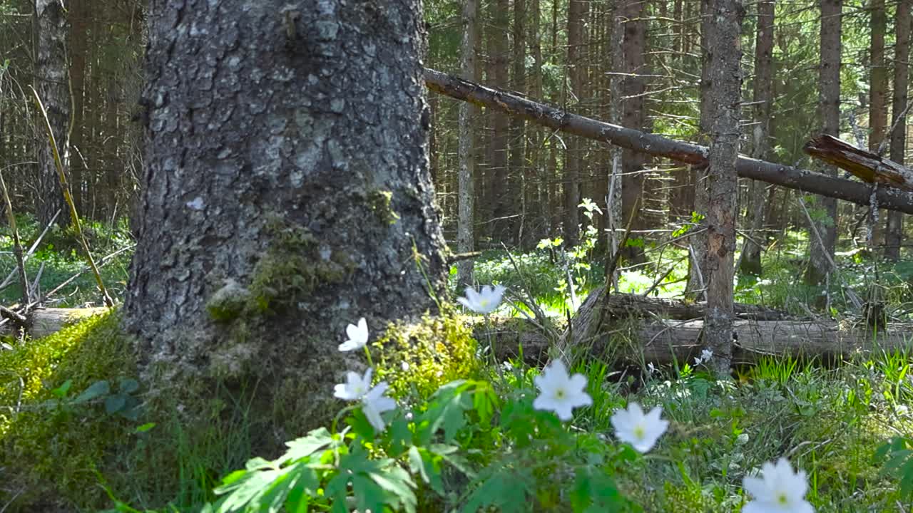 Low perspective of windflowers in seasonal forest spring landscape. Sunlit woodland with old spruce and flowering plants. White wildflowers gently swaying by wind. Sunlight filters through the canopy