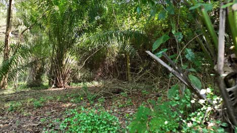 shaky cam showing the forest bed, low angle