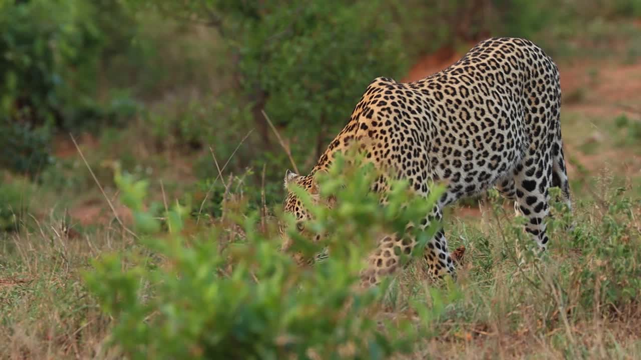 크루거 국립공원의 냄새 흔적을 따라 표범의 낮은 각도