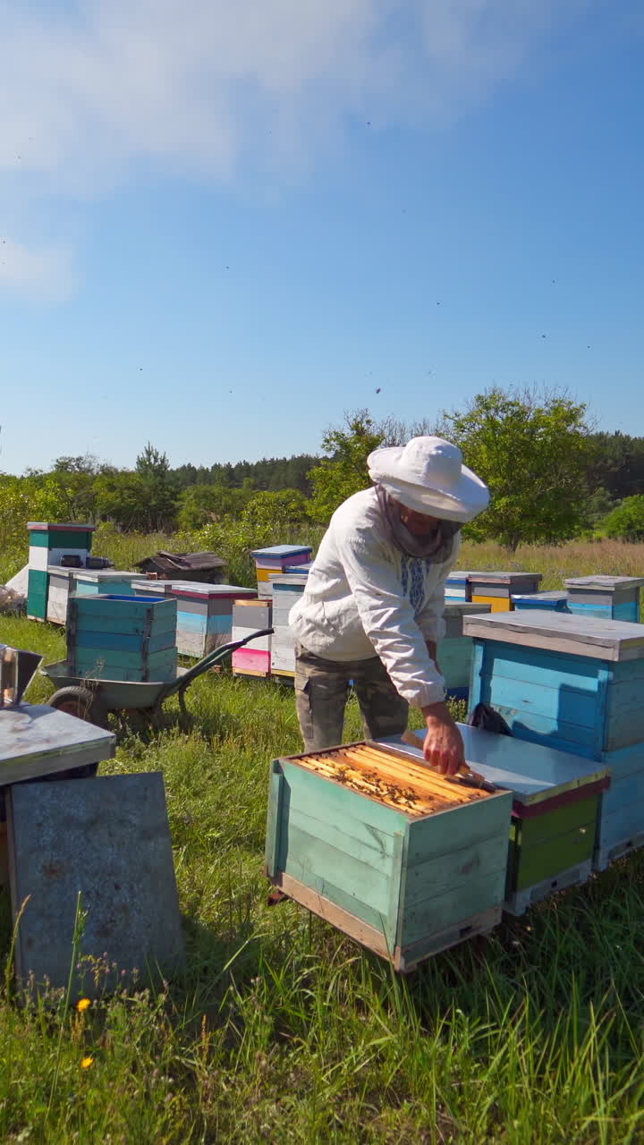 Farmer on the apiary. Male apiarist in protective hat examining bees in wooden hives. Beehives among green nature under blue sky. Apiculture. Vertical video