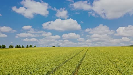 Agricultural background of field in spring in sunny day. Aerial view of drone fly over the growing plants in the countryside. Camera moves forward.