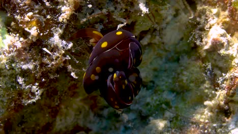 raro tiro de apareamiento de babosas marinas de careta