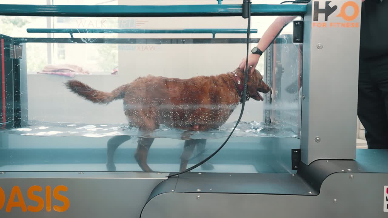 A dog exercises on a hydro treadmill, combining water resistance and physical therapy for fitness, rehabilitation, and wellness