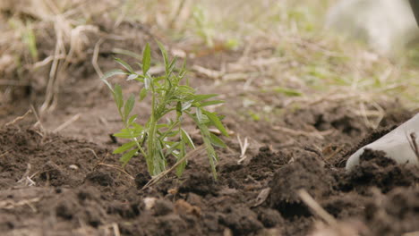 close-up view of the hands of ecologist activist planting small trees in the forest