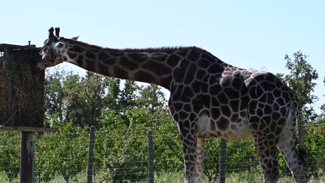 una jirafa atrapa comida en una percha de poste en su altura, parque zoológico