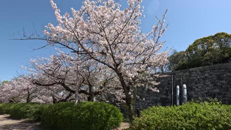 Sakura-Bäume-Blühen-Im-Frühling-Im-Osaka-Castle-Park-In-Osaka,-Japan