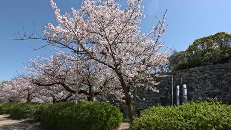 árboles de sakura en flor durante la primavera en el parque del castillo de osaka en osaka, japón