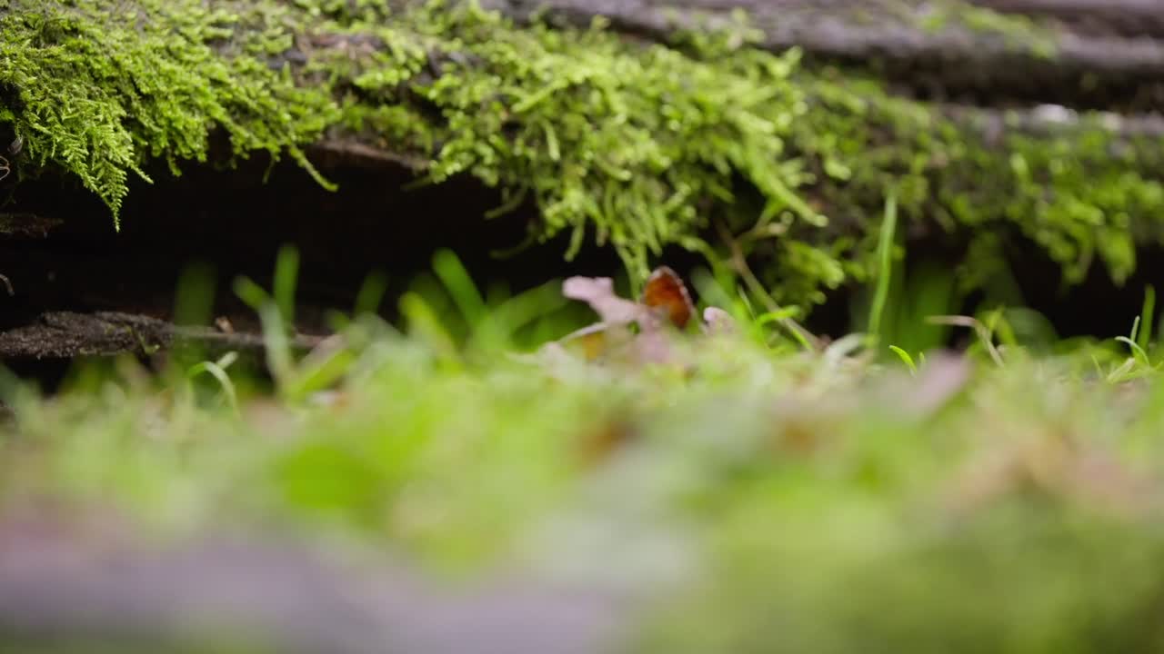 Rat walks across log, tail draped behind, forest environment with soft light and water nearby