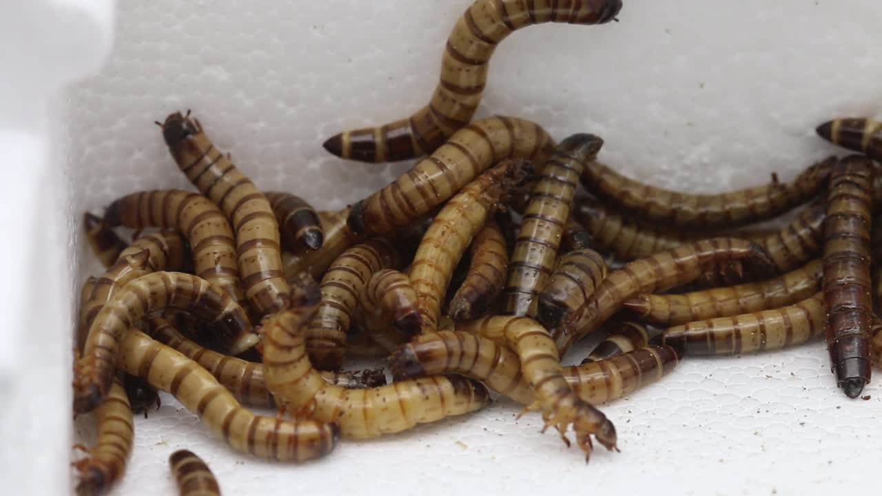 거대한 거저리 더미, 암흑의 애벌레 또는 조포바스 딱정벌레, 조포바스 모리오