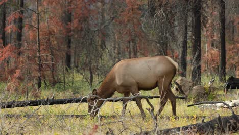 un alce de vaca forrajeando en un campo durante la rutina de otoño en 4k
