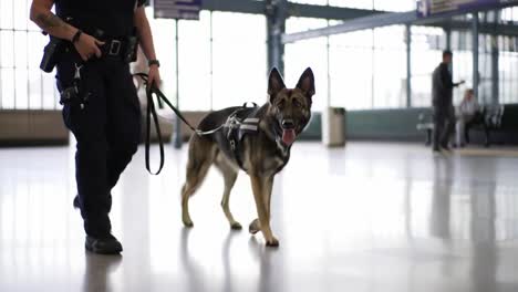 a security officer leads a trained police dog through a bustling airport terminal, scanning the area for any potential threats during peak travel hours.