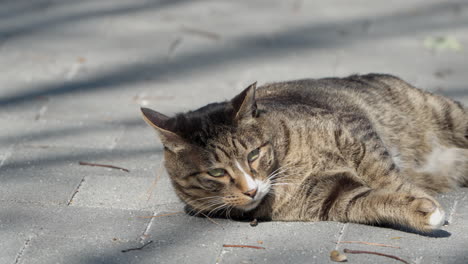 Perezoso-Y-Lindo-Gato-Atigrado-Rodando-Por-Una-Pasarela-Bajo-La-Luz-Del-Sol-En-Primer-Plano-En-Cámara-Lenta