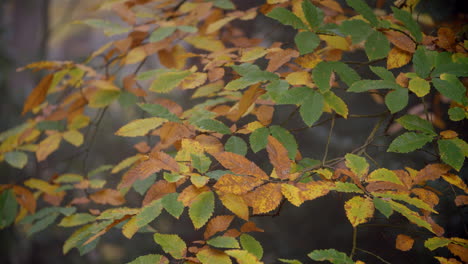 Secuencia-En-Cámara-Lenta-De-Hojas-De-árbol-En-El-Bosque-De-Otoño