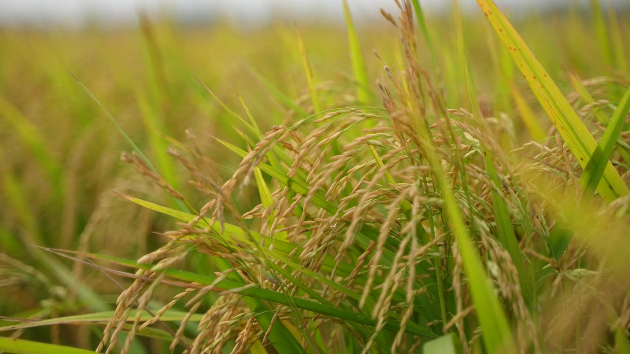 Quando il riso matura, l'intero campo agricolo diventa giallo. Per questo il riso è chiamato la 'coltura dorata'