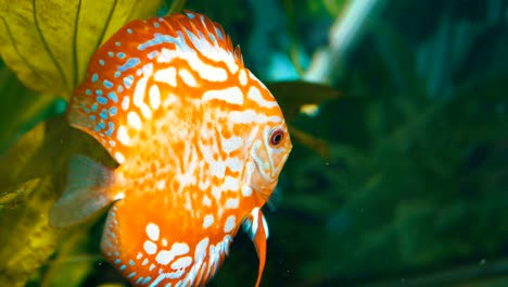 colored fish swims in the aquarium