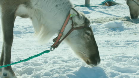 a reindeer licks snow at the championships in inari, finland