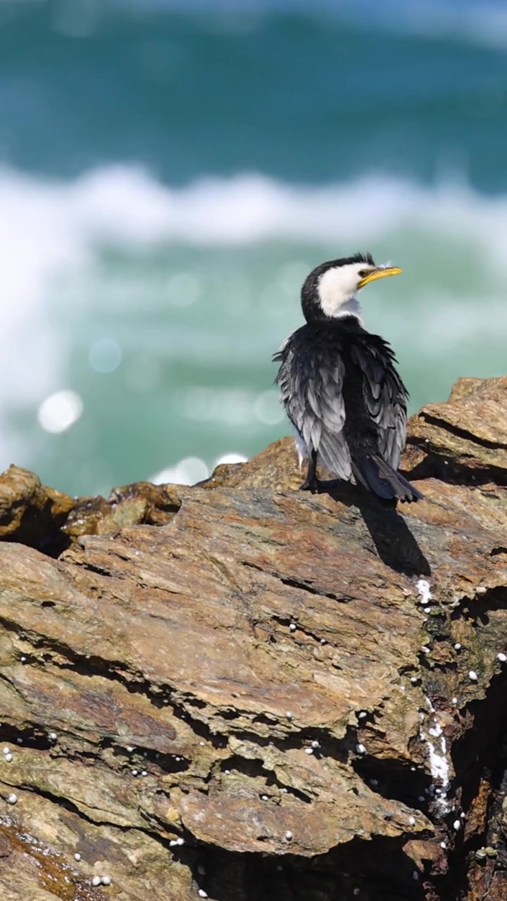 Uccello osserva l'oceano da un posatoio roccioso