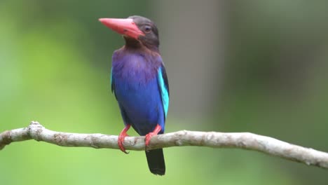 javan kingfisher perched on a branch