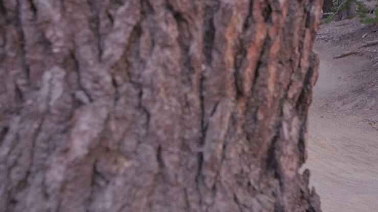 The camera pans around a tree trunk to reveal two mountain bikers riding on a dirt path in a forest