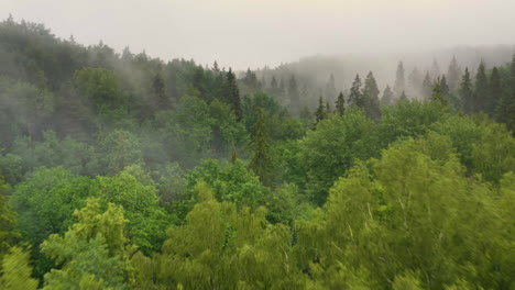 aerial shot of mountain valley forest in fog, low flight over treetops, 4k view