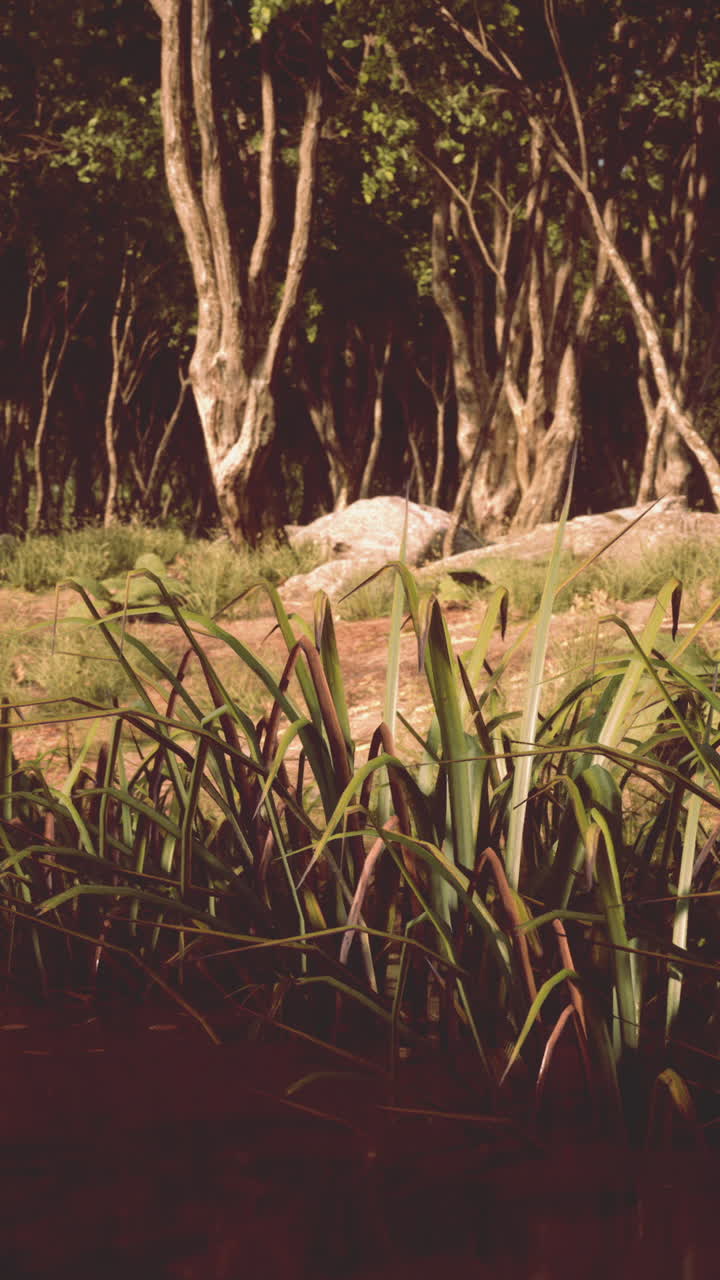 un primer plano de la hierba verde exuberante que crece en un bosque.