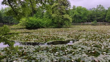 estanque lleno de nenúfares en un jardín en cesky krumlov, chequia, camión a la derecha