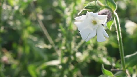 Close-up-shot-of-white-wild-flower-in-Fall-Season