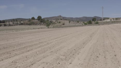 fields with vineyards, olive trees