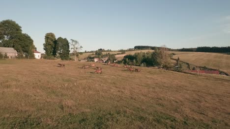 Imágenes-Cautivadoras-Muestran-Los-Majestuosos-Ponis-Hucul-Del-Centro-De-Eslovaquia