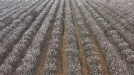 Aerial-View-Parallel-Cherry-Trees-on-Farm-in-Blossom-Season-California