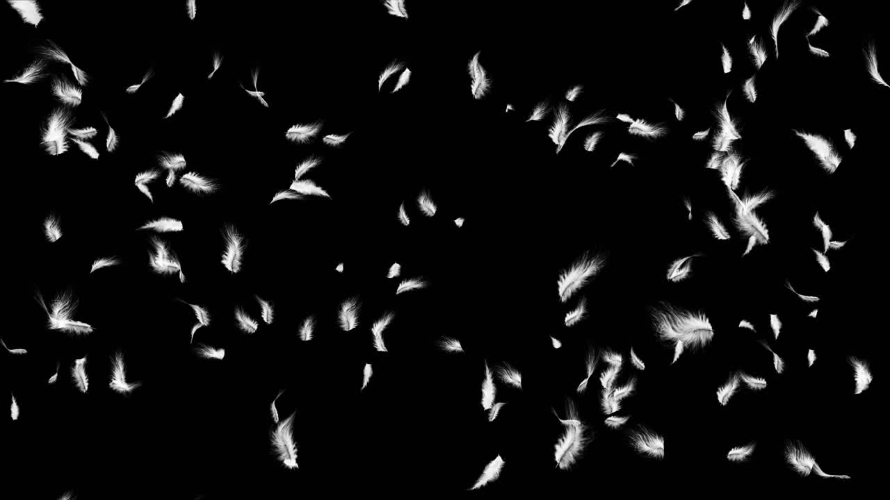 Beautiful texture many flying white feathers black background romantic backdrop textile decoration