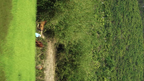 Cows-grazing-with-shepherd-surrounded-by-greenery