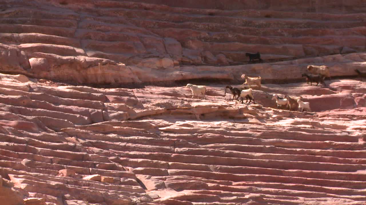 ovejas y cabras caminan alrededor del antiguo anfiteatro en petra jordan 2