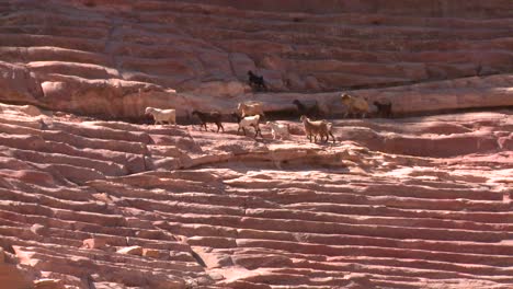 Schafe-Und-Ziegen-Spazieren-Durch-Das-Antike-Amphitheater-In-Petra-Jordan