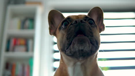 low angle shot of cute french bulldog barking inside living room during daytime, slow motion shot