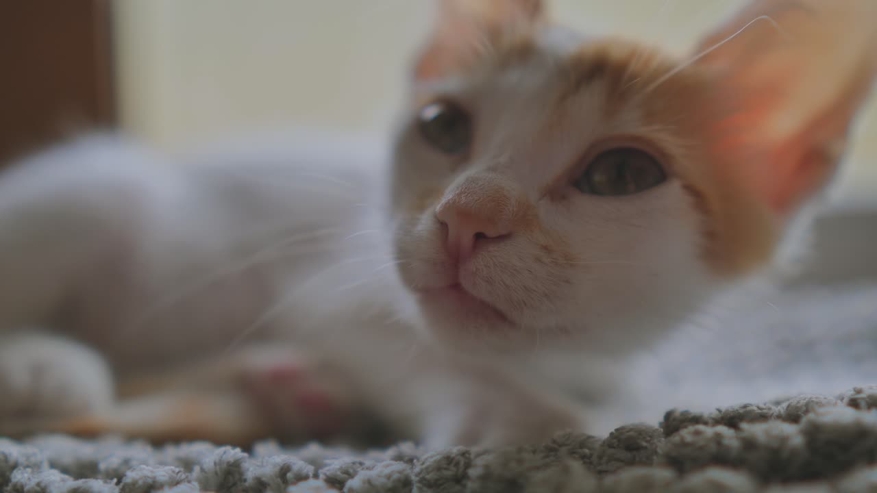 Sweet sleepy tiny white cat with red head hairs lying on ground in focus,close up shot