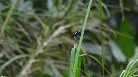 A male superb fairywren on top of some reeds, singing then flying off to the left