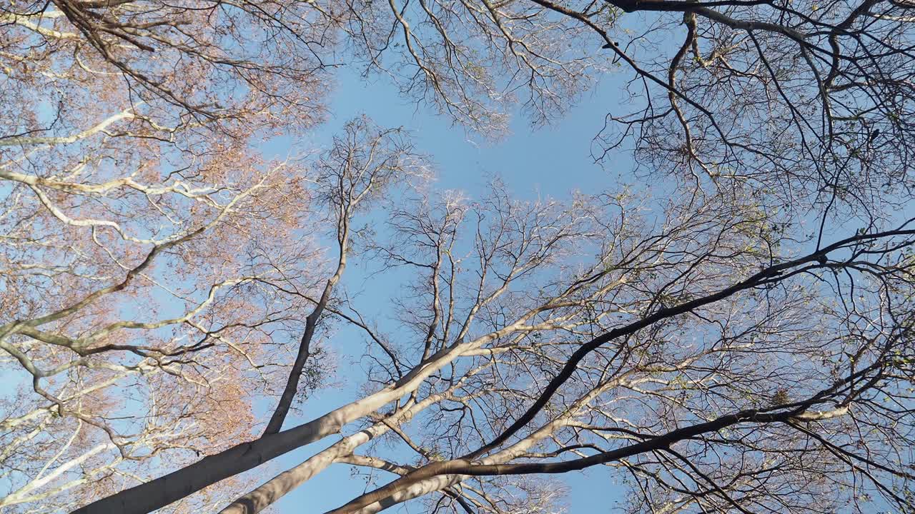 Looking Up at Bare Branches of Trees