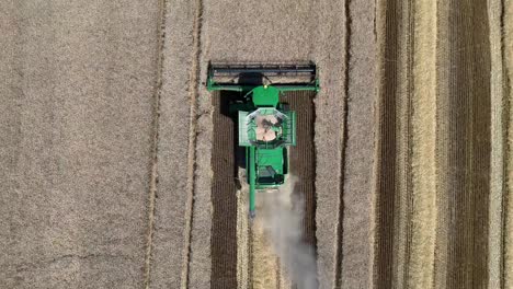 in northeast wisconsin, a combine cuts winter wheat and separates the grain from the plant material