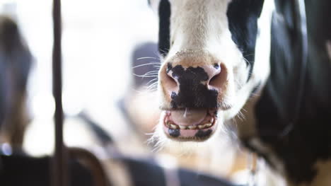 Cow-Eating-Hay-In-Farm-Barn-Agriculture-Dairy-Cows-In-Agricultural-Farm-Barn-2