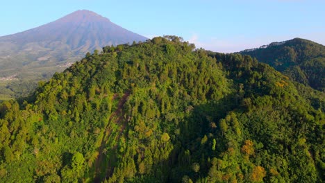 bosque de pinos verdes en la cordillera