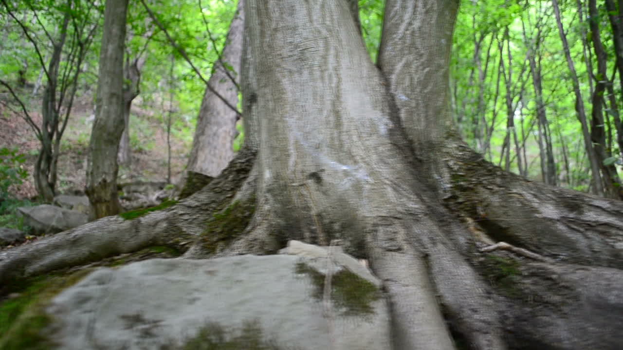 Tree roots, wood. Slow motion. Shooting in mountains