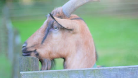 4k slow motion close up of a goat standing on a fence and looking curiously around with a blurred green background and soft lightning