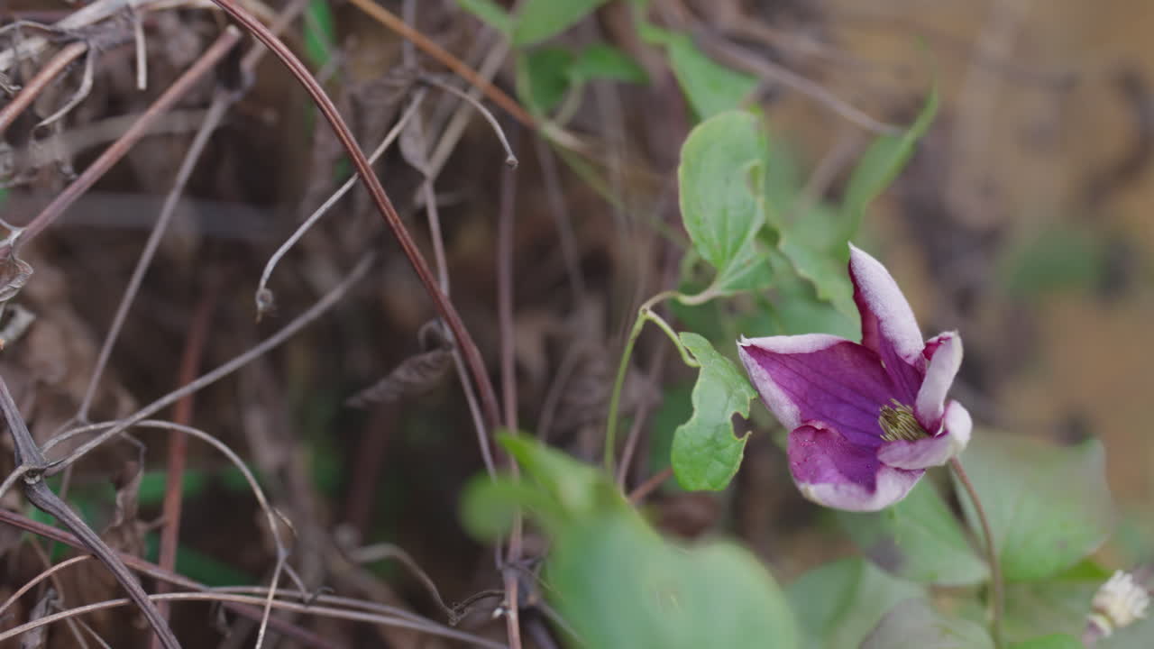Close-up of purple flower in nature, evoking tranquility and growth