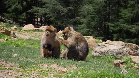 4k footage of barbary macaque, macaca sylvanus-1