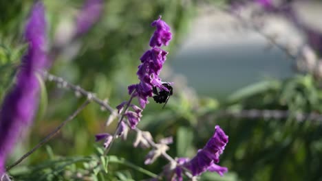 Bombus-Auf-Kleiner-Lila-Blume-In-Zeitlupe