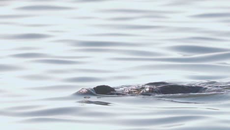 Cormorán-Nadando-Pacíficamente-Y-Sumergiendo-La-Cabeza-En-El-Agua-A-Cámara-Lenta